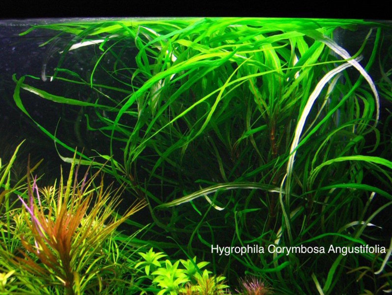 Hygrophila-corymbosa-angustifolia.jpg
