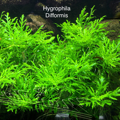 Hygrophila Difformis (Water wisteria).jpg