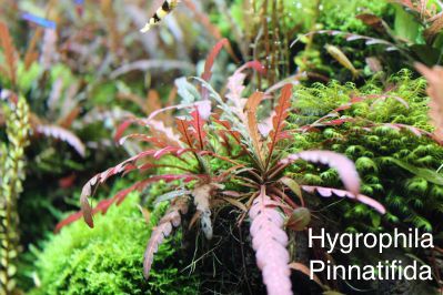 Hygrophila Pinnatifida.jpg