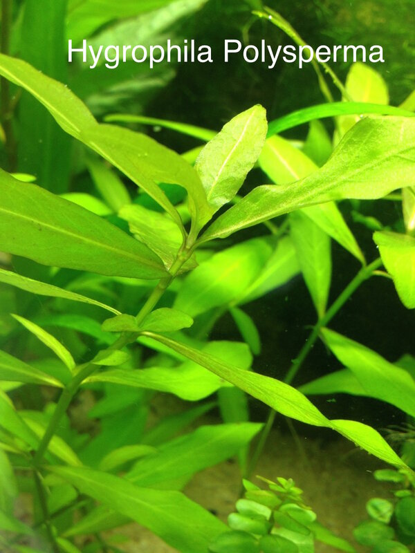 Hygrophila Polysperma.jpg