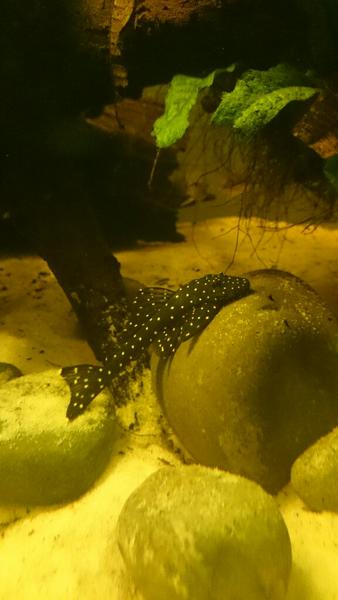 Image92758313.jpg