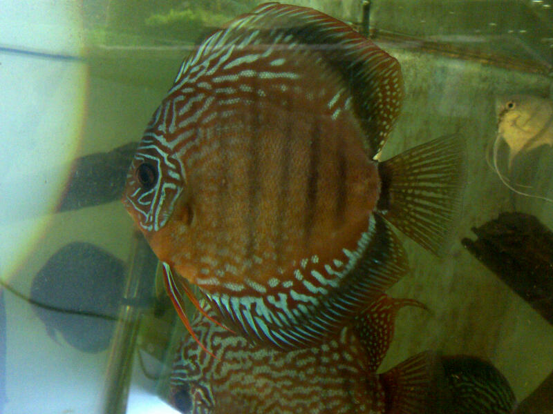 IMG-20130826-WA0002.jpg