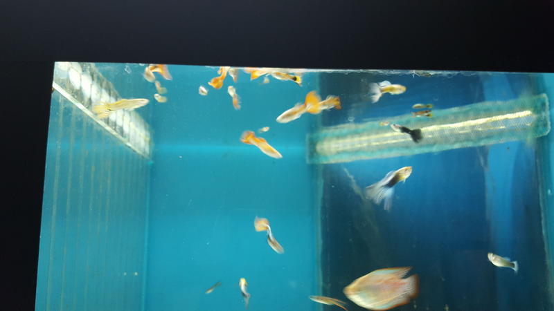 IMG-20150709-WA0027.jpg