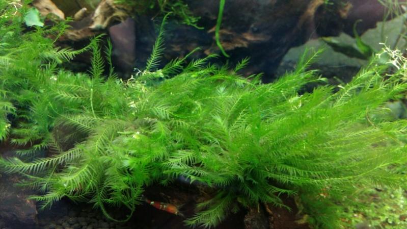 IMG-20160127-WA0007 (800x450).jpg