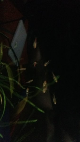 IMG-20170421-WA0014.jpeg
