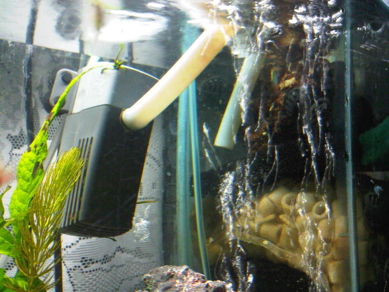 IMG00105-20110415-1957.jpg