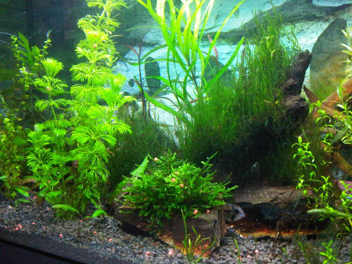 IMG03014-2ftscape.jpg