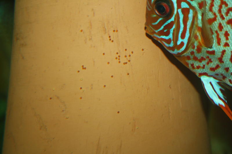 IMG_1528.jpg