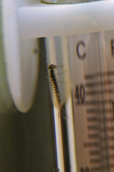 IMG_5821 (683x1024).jpg