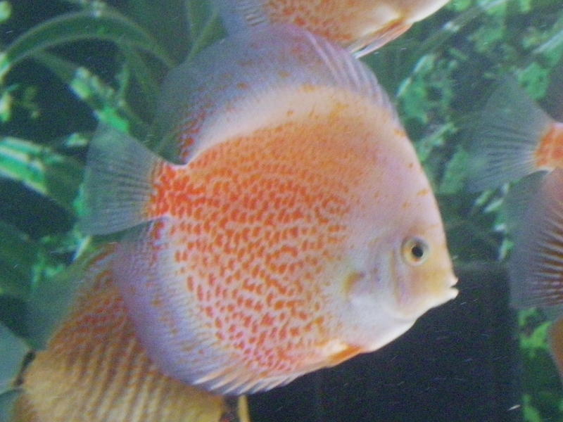 IMGP2117 - Copy.jpg