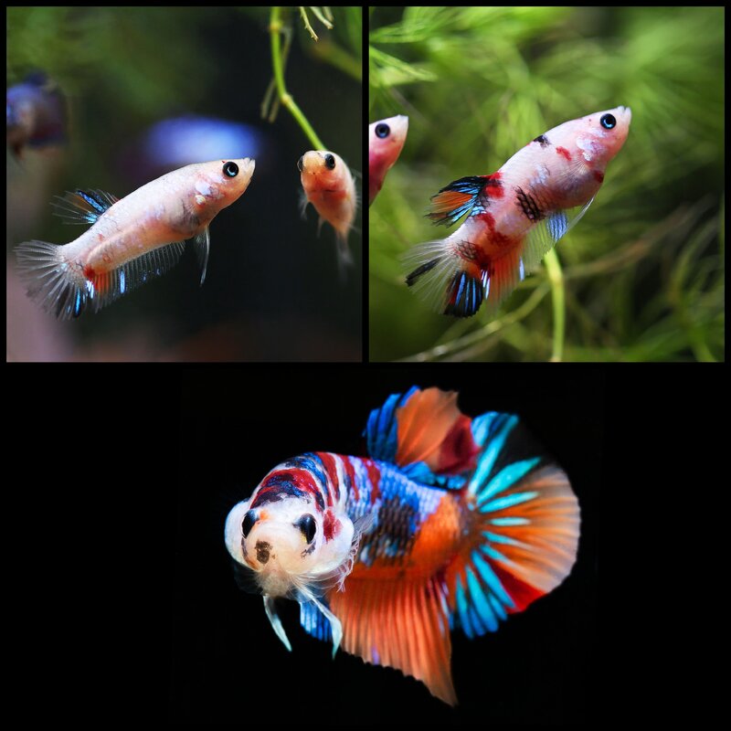 InCollage_20220911_051748254.jpg