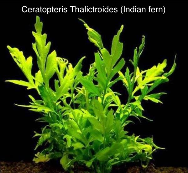 indian-fern.jpg