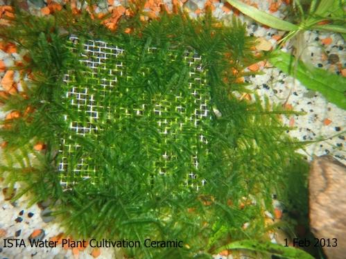 ista-AD-Water Plant Cultivation Ceramic.jpg