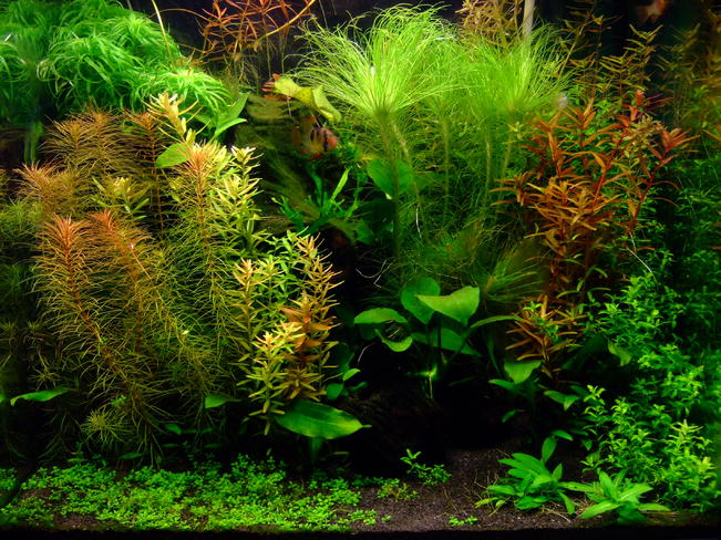 jan 02-03 2013 totm pic.jpg