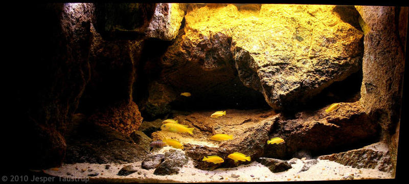 Jesper Taustrup - Reef lake Malawi.jpg