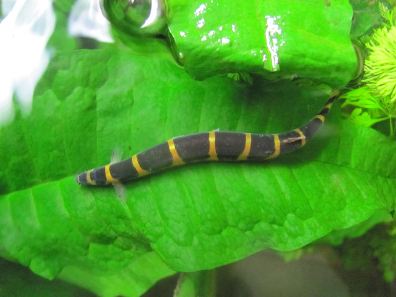 Khuli and Java Fern.jpg