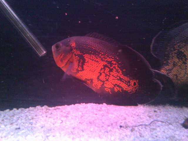 Koffiefontein-20140719-00084 (640x480).jpg