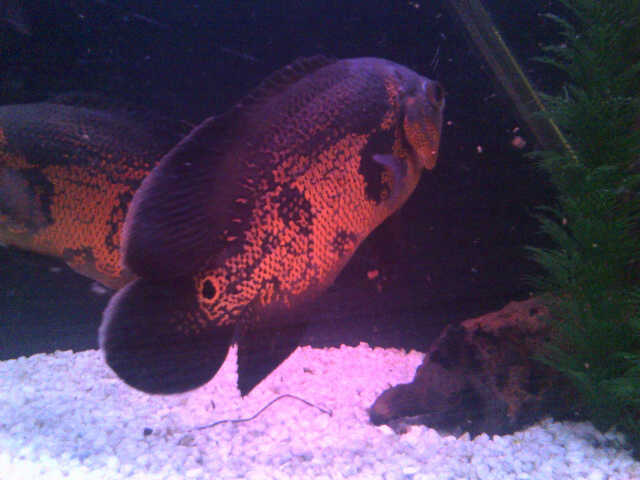 Koffiefontein-20140719-00085 (640x480).jpg