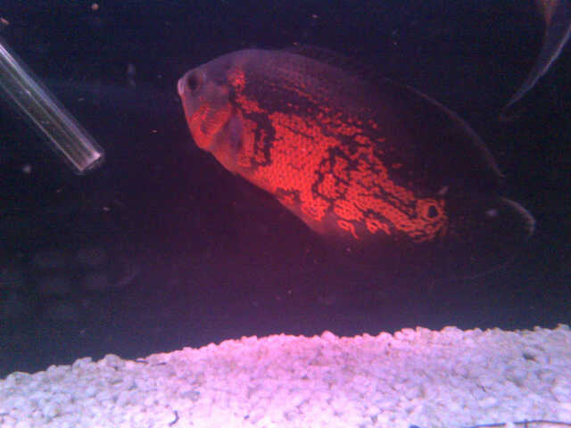 Koffiefontein-20140719-00087 (640x480).jpg