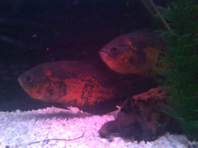 Koffiefontein-20140719-00091 (640x480).jpg