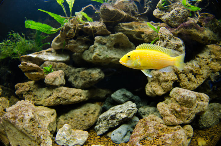 Labidochromis ceraelus-1.jpg