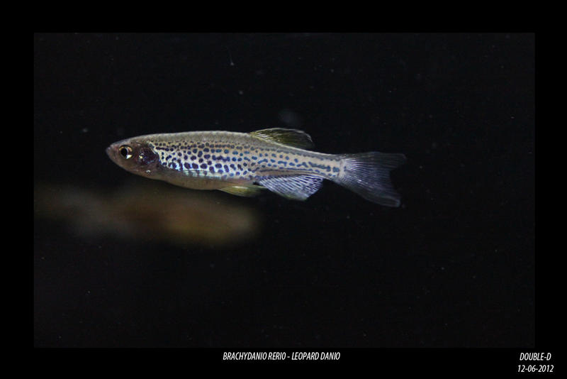 Leopard-Danio.jpg