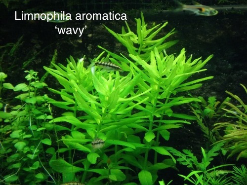 Limnophila aromatica 'wavy'.jpg