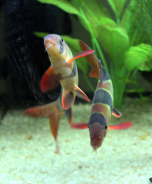 loach-dance.jpg
