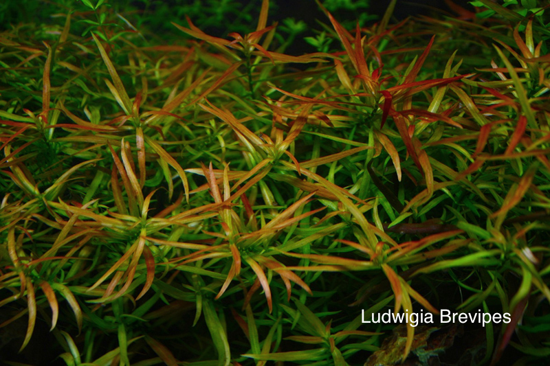 ludwigia brevipes (1).jpg