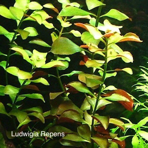 Ludwigia Repens.jpg