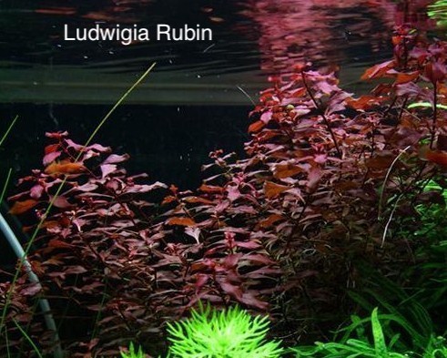 Ludwigia Rubin.jpg