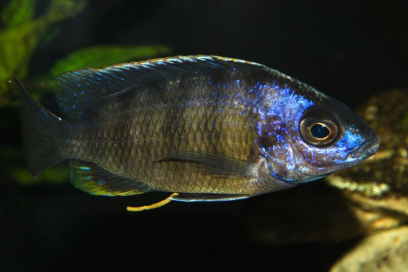 Malawi cichlids-1.jpg