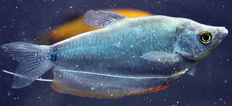 Moonlight gourami.jpg