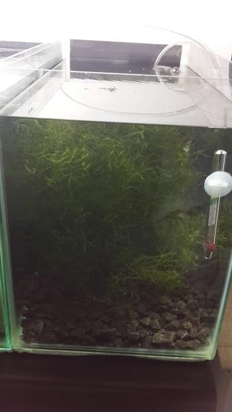 Moss_1.jpg