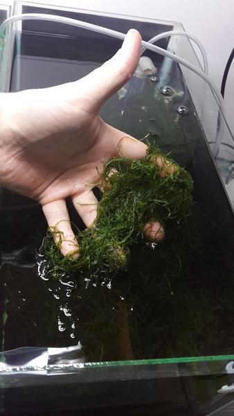 Moss_2.jpg