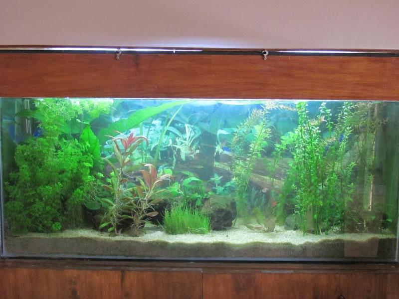 My tank.jpg