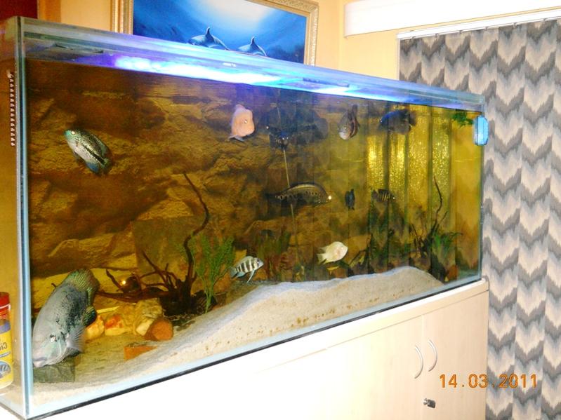 My Updated Pics of My Cichlid Tank 016.jpg