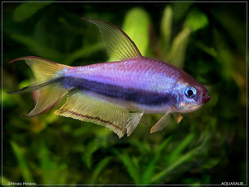 Nematobrycon Palmeri male.jpg