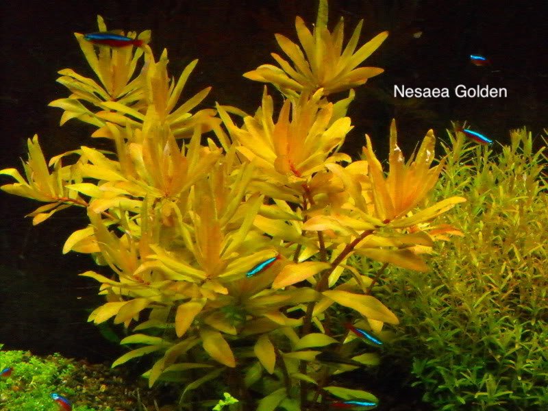 Nesaea Golden.jpg