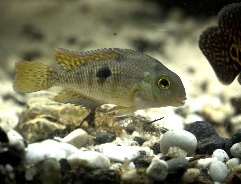 Nicarague Cichlid.jpg