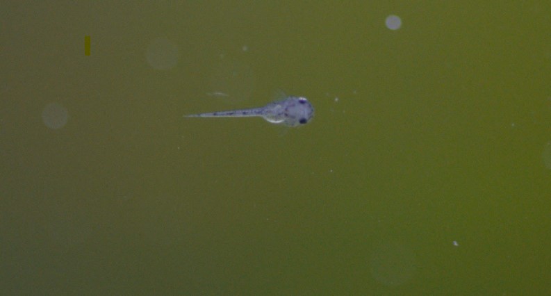oto.jpg