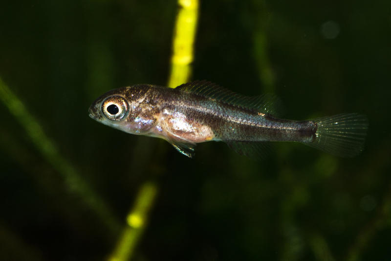 P Stevensi fry-2.jpg