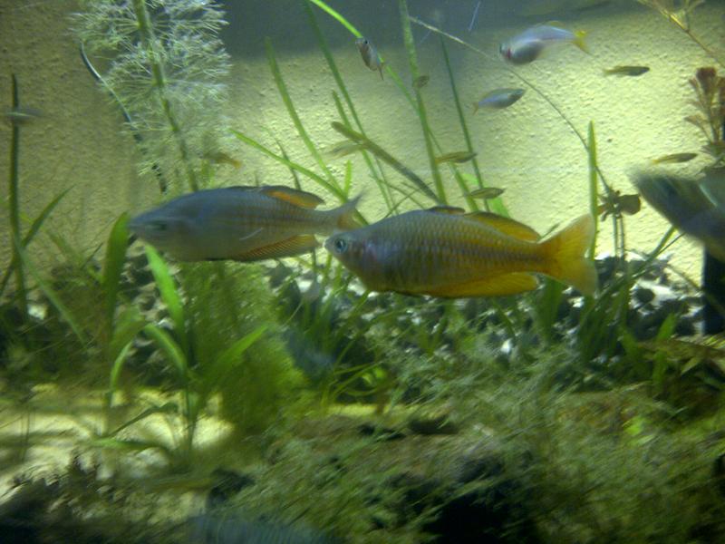 Parkensoni%20Rainbow.jpg
