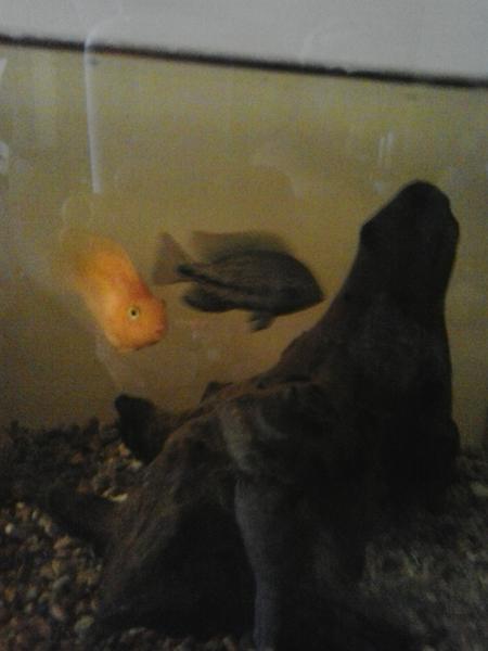 parrot fish.jpg