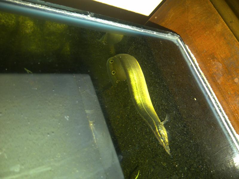 Peacock%20Spiny%20Eel.jpg