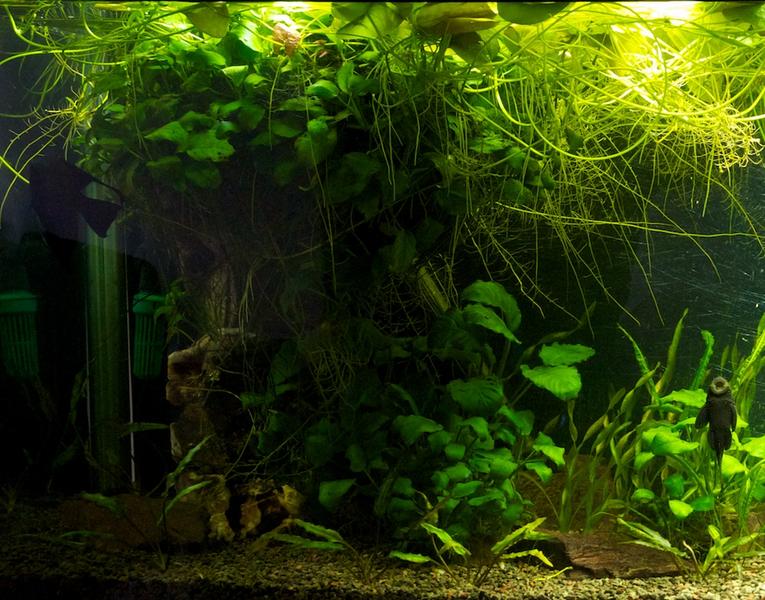 Pelindaba rock with anubias.jpg