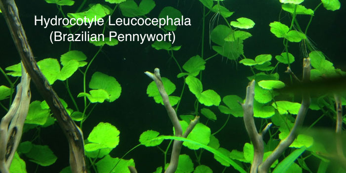 Pennywort.jpg