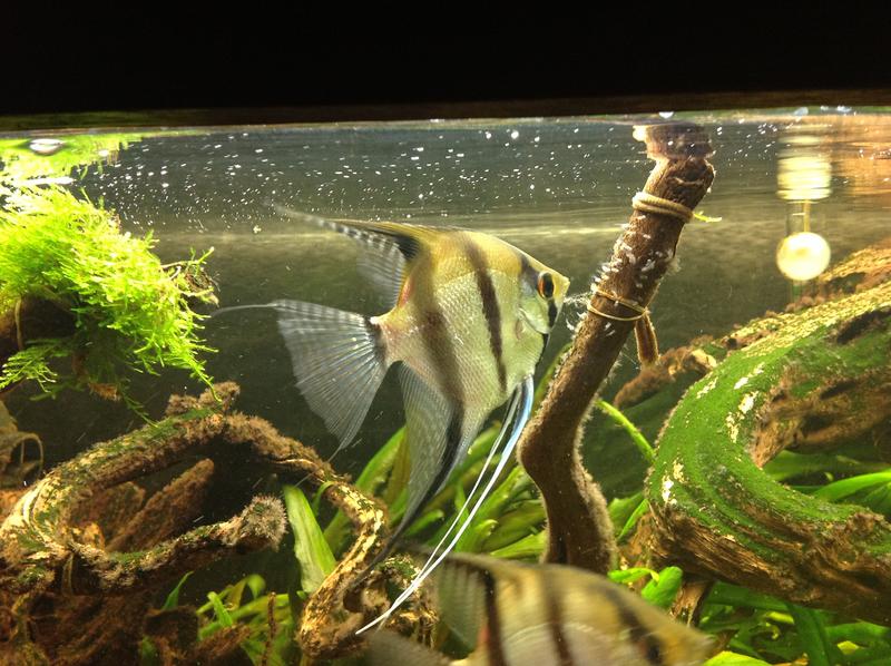 photonew angel babies.jpg