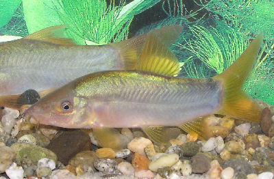 Picture of a Redtail Botia or Orange-Finned Loach.jpeg