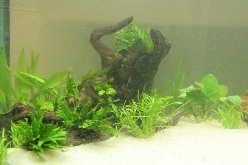 Planted Jebo 055.jpg